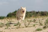 CHIEN FINNOIS DE LAPONIE 370